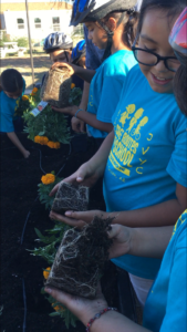 Two young people in the foreground inspect the roots and soil of marigolds